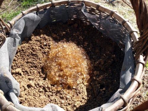 Какие растения можно выращивать в корзине для посадки. Корзинка с петуниями