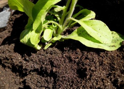 Какие растения можно выращивать в корзине для посадки. Корзинка с петуниями