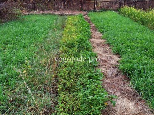 Какие особенности ухода за растениями на даче в зимний период, используя принципы природного земледелия. Природное земледелие на практике.