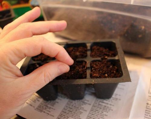 Как обеспечить достаточное количество света для выращивания базилика в горшке. Выращивание базилика из семян