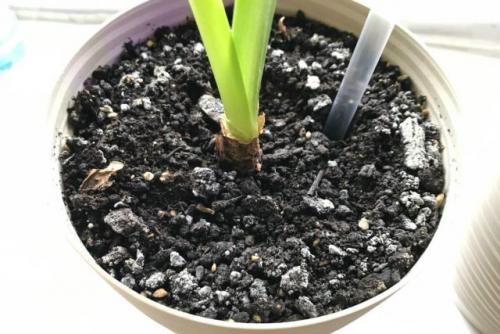 Лучшие корзины для посадки луковичных растений: как выбрать и использовать 11