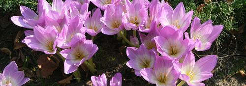 Что посадить на даче осенью. Какие многолетники посадить на даче осенью луковицами? 05 Что посадить на даче осенью. Какие многолетники посадить на даче осенью луковицами? 05