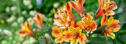 Что посадить на даче осенью. Какие многолетники посадить на даче осенью луковицами? 04 Что посадить на даче осенью. Какие многолетники посадить на даче осенью луковицами? 04