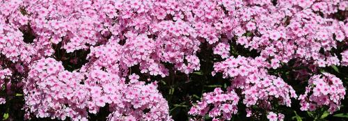 Какие многолетники посадить осенью на даче. Какие цветы сажать осенью: 10 лучших растений 03 Какие многолетники посадить осенью на даче. Какие цветы сажать осенью: 10 лучших растений 03