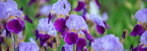 Что посадить на даче осенью. Какие многолетники посадить на даче осенью луковицами? 06 Что посадить на даче осенью. Какие многолетники посадить на даче осенью луковицами? 06