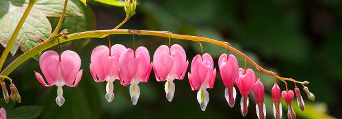 Какие многолетники посадить осенью на даче. Какие цветы сажать осенью: 10 лучших растений 04 Какие многолетники посадить осенью на даче. Какие цветы сажать осенью: 10 лучших растений 04