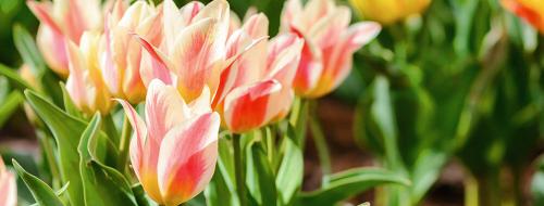 Что посадить на даче осенью. Какие многолетники посадить на даче осенью луковицами? 01 Что посадить на даче осенью. Какие многолетники посадить на даче осенью луковицами? 01