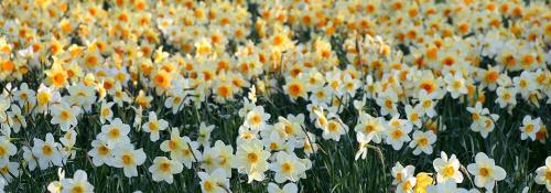 Что посадить на даче осенью. Какие многолетники посадить на даче осенью луковицами? 03 Что посадить на даче осенью. Какие многолетники посадить на даче осенью луковицами? 03