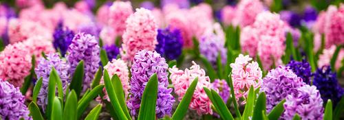 Что посадить на даче осенью. Какие многолетники посадить на даче осенью луковицами? 02 Что посадить на даче осенью. Какие многолетники посадить на даче осенью луковицами? 02