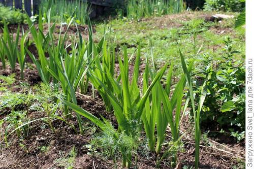 Как защитить растения, выращенные в корзинах для посадки луковичных, от вредителей и болезней. Трипсы и корневой луковый клещ - самые вредные вредители моих любимых луковичных цветов