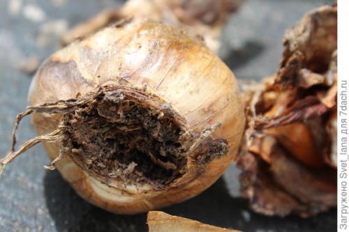 Как защитить растения, выращенные в корзинах для посадки луковичных, от вредителей и болезней. Трипсы и корневой луковый клещ - самые вредные вредители моих любимых луковичных цветов