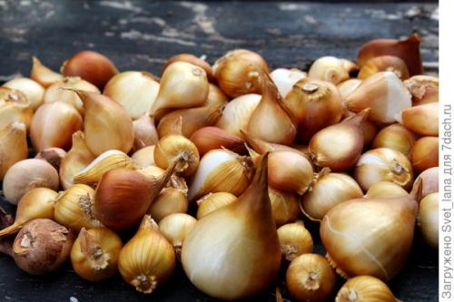 Как защитить растения, выращенные в корзинах для посадки луковичных, от вредителей и болезней. Трипсы и корневой луковый клещ - самые вредные вредители моих любимых луковичных цветов