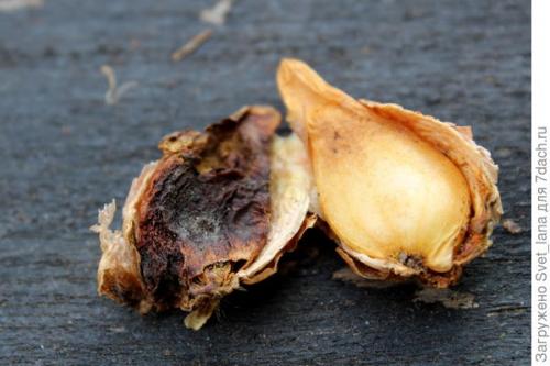 Как защитить растения, выращенные в корзинах для посадки луковичных, от вредителей и болезней. Трипсы и корневой луковый клещ - самые вредные вредители моих любимых луковичных цветов