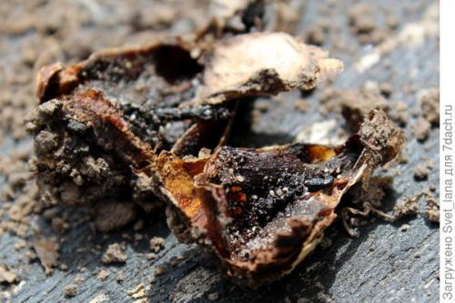 Как защитить растения, выращенные в корзинах для посадки луковичных, от вредителей и болезней. Трипсы и корневой луковый клещ - самые вредные вредители моих любимых луковичных цветов