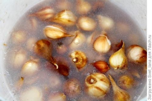 Как защитить растения, выращенные в корзинах для посадки луковичных, от вредителей и болезней. Трипсы и корневой луковый клещ - самые вредные вредители моих любимых луковичных цветов