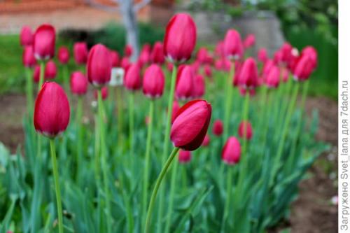 Как защитить растения, выращенные в корзинах для посадки луковичных, от вредителей и болезней. Трипсы и корневой луковый клещ - самые вредные вредители моих любимых луковичных цветов