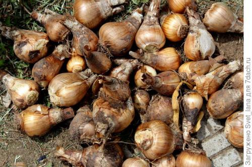 Как защитить растения, выращенные в корзинах для посадки луковичных, от вредителей и болезней. Трипсы и корневой луковый клещ - самые вредные вредители моих любимых луковичных цветов