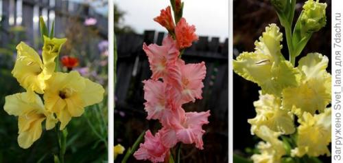 Как защитить растения, выращенные в корзинах для посадки луковичных, от вредителей и болезней. Трипсы и корневой луковый клещ - самые вредные вредители моих любимых луковичных цветов