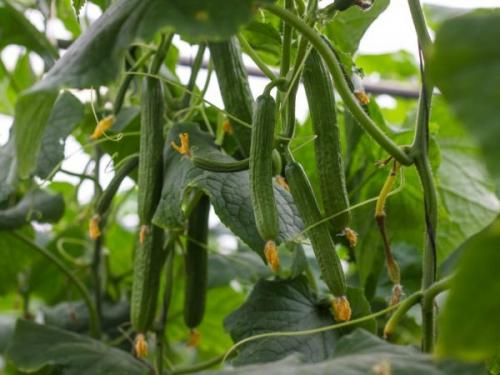 Какие условия необходимо создать для успешного выращивания самоопыляемых сортов огурцов в Ленинградской области. Правила выращивания огурцов в Ленинградской области в открытом грунте