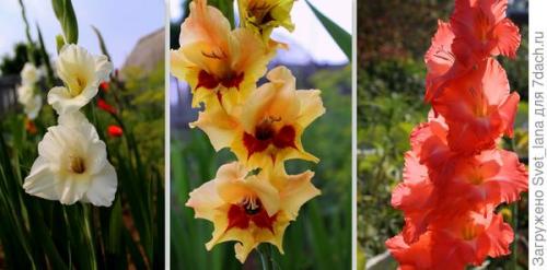 Как защитить растения, выращенные в корзинах для посадки луковичных, от вредителей и болезней. Трипсы и корневой луковый клещ - самые вредные вредители моих любимых луковичных цветов