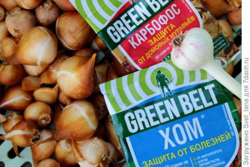 Как защитить растения, выращенные в корзинах для посадки луковичных, от вредителей и болезней. Трипсы и корневой луковый клещ - самые вредные вредители моих любимых луковичных цветов