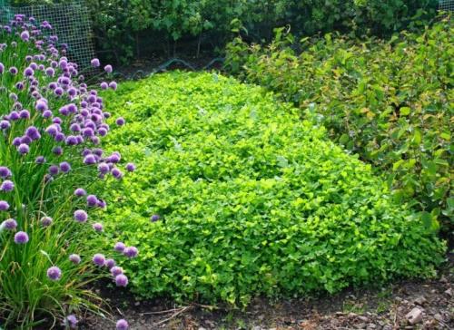 Чем подкормить жимолость осенью. Чем удобрять жимолость осенью: для получения лучшего урожая