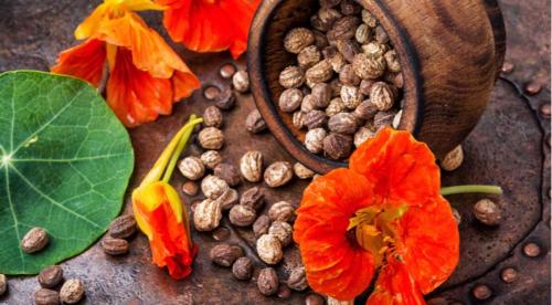 Как делать семена. Когда пора собирать семена в своем саду?