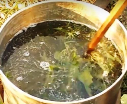 Подкормка жимолости летом. Как ухаживать и чем подкормить жимолость летом после сбора урожая