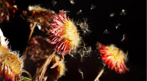 Как делать семена. Когда пора собирать семена в своем саду?