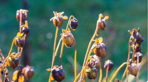 Как делать семена. Когда пора собирать семена в своем саду?