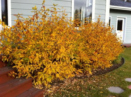 Чем подкормить жимолость осенью. Чем удобрять жимолость осенью: для получения лучшего урожая