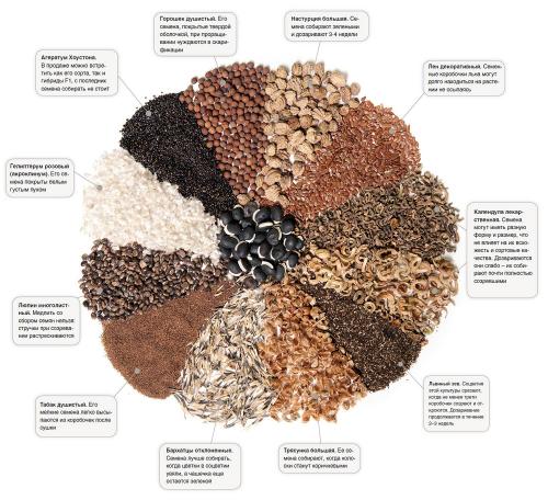 Как делать семена. Когда пора собирать семена в своем саду?