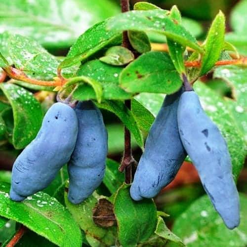 Подкормка жимолости во время цветения. Типы подкормок для жимолости весной: необходимые компоненты, влияние на развитие культуры