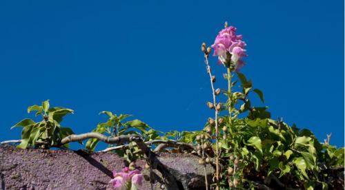 Как делать семена. Когда пора собирать семена в своем саду?