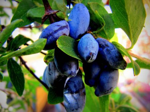 Чем подкормить жимолость осенью. Чем удобрять жимолость осенью: для получения лучшего урожая