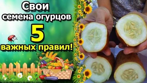 Как собрать семена огурцов f1. Какие сорта подойдут