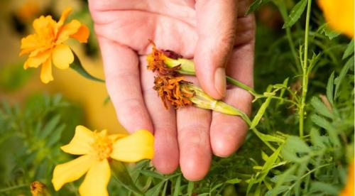 Как делать семена. Когда пора собирать семена в своем саду?