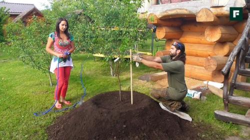 Какие кустарники сажают осенью. Осенняя посадка кустарников: полезные советы опытных садоводов