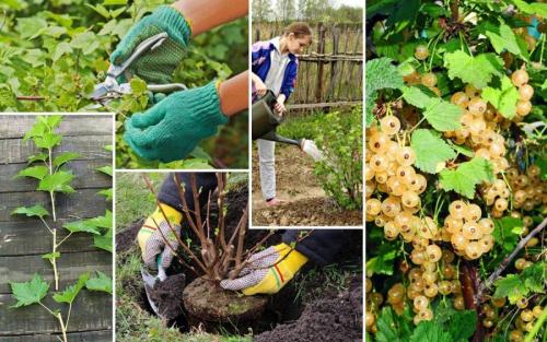 Какие кустарники сажают осенью. Осенняя посадка кустарников: полезные советы опытных садоводов