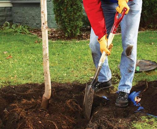 Какие кустарники сажают осенью. Осенняя посадка кустарников: полезные советы опытных садоводов