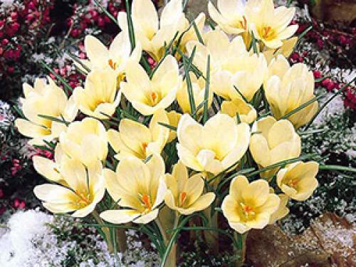 Луковичные цветы под зиму. Как сажать луковичные в открытый грунт осенью: подробная инструкция