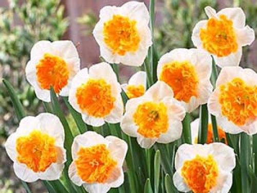 Луковичные цветы под зиму. Как сажать луковичные в открытый грунт осенью: подробная инструкция