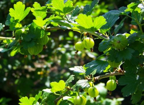Какие кустарники сажают осенью. Осенняя посадка кустарников: полезные советы опытных садоводов