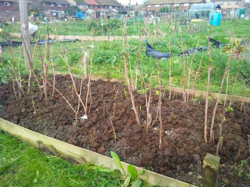 Какие кустарники сажают осенью. Осенняя посадка кустарников: полезные советы опытных садоводов