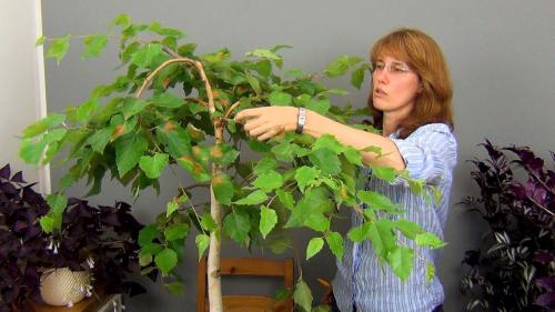 Первое весеннее обновление: как и когда обрезать ветки березы 05