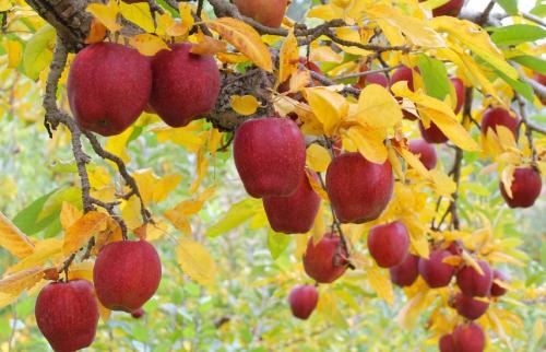 Что такое осенние заморозки. День, когда кончилась осень. Как защитить сад от заморозков