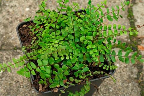 Как часто нужно поливать Костенец перистонадрезанный. Описание садовых видов