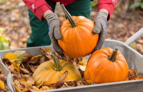 Что такое осенние заморозки. День, когда кончилась осень. Как защитить сад от заморозков