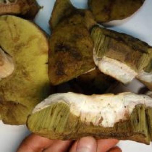 Как отличить белый гриб от других грибов. Какие бывают белые грибы?