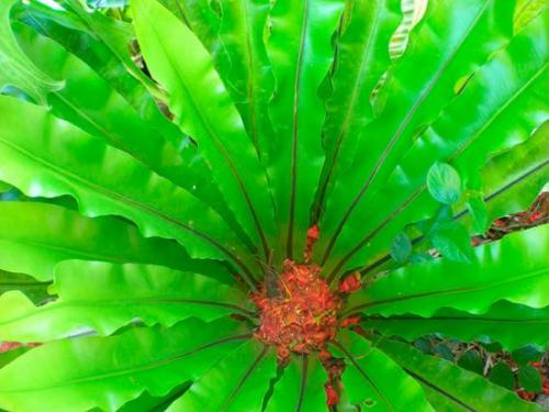 Как часто нужно поливать Костенец перистонадрезанный. Описание садовых видов